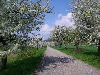 Kirschblte in der Zwingenberger Strae